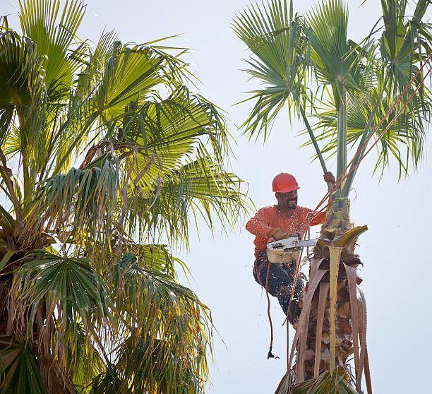 Best Tree Trimming Near Me  in Norton, KS